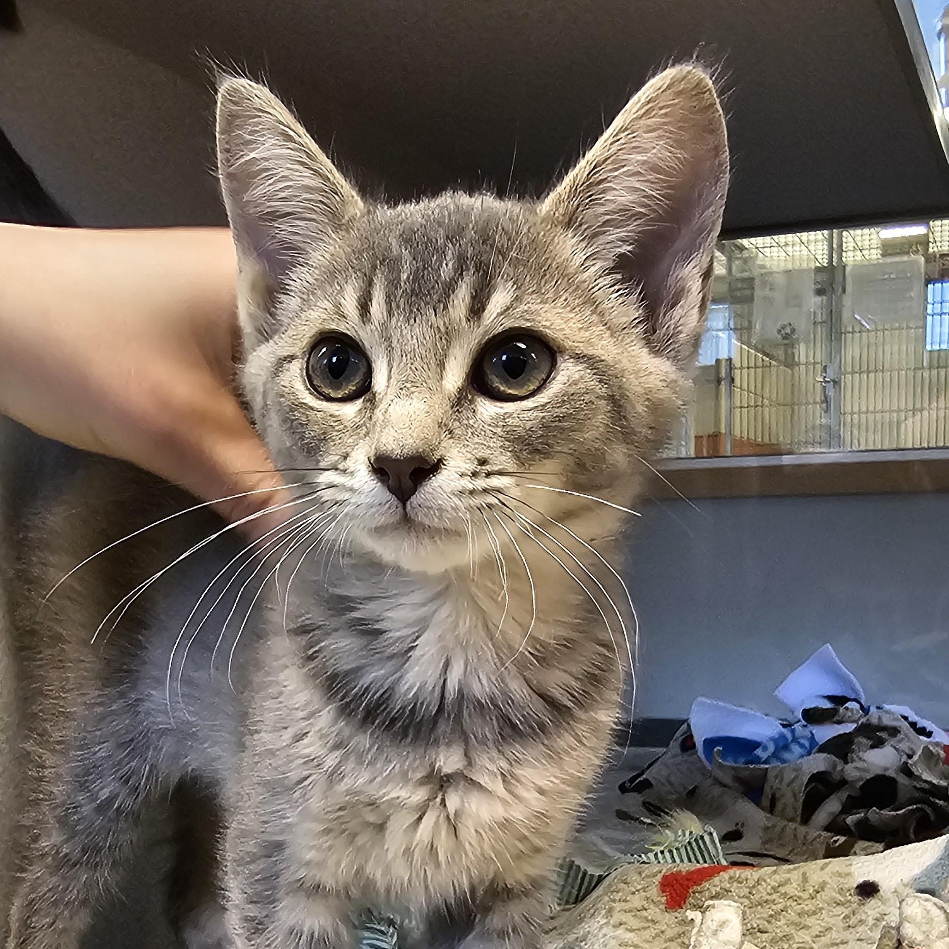Bongo, adopted, Kitten Female Domestic Short Hair.