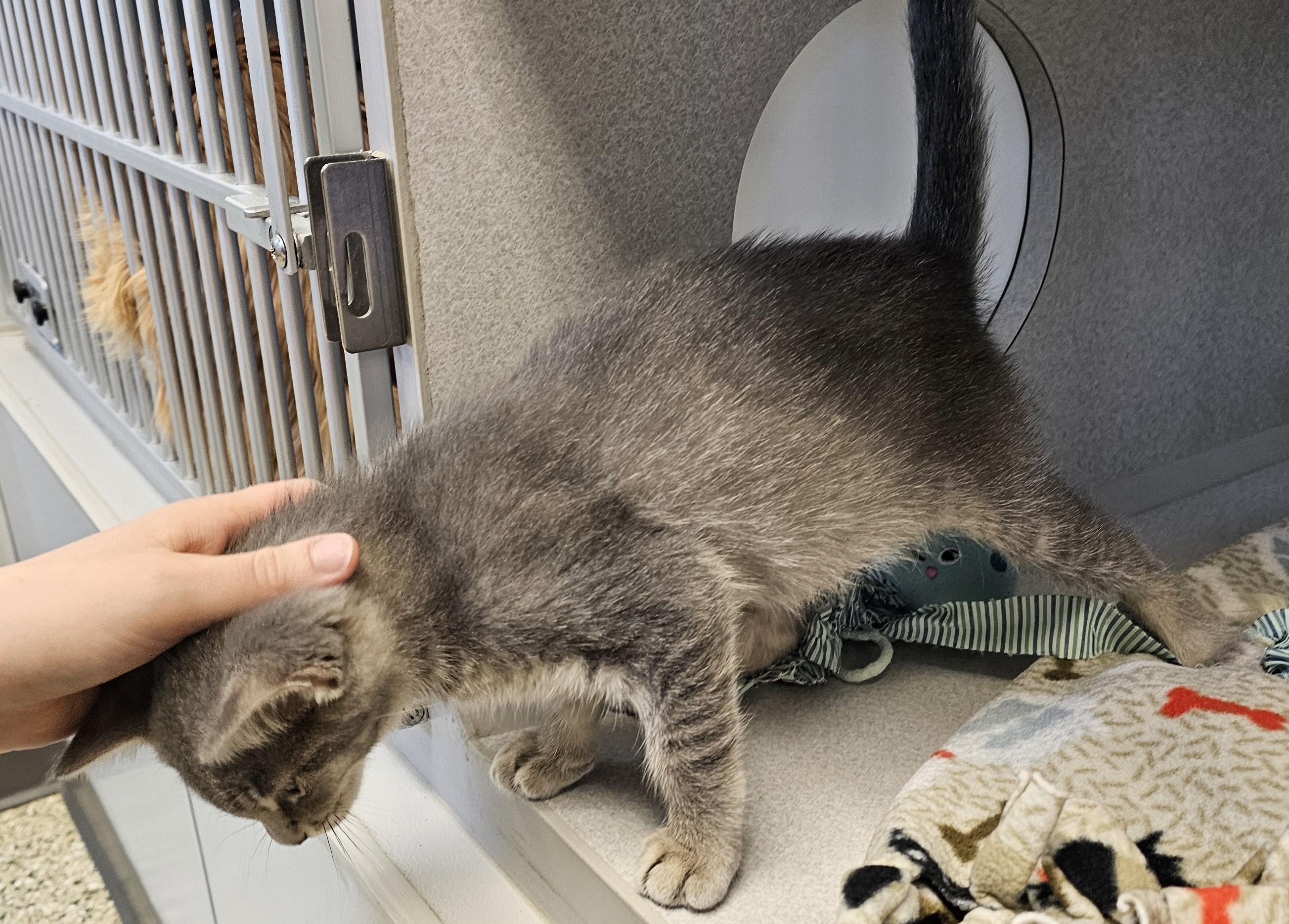 Enlarge Bongo, an adopted Domestic Short Hair in Cedar Rapids, IA image 2/3