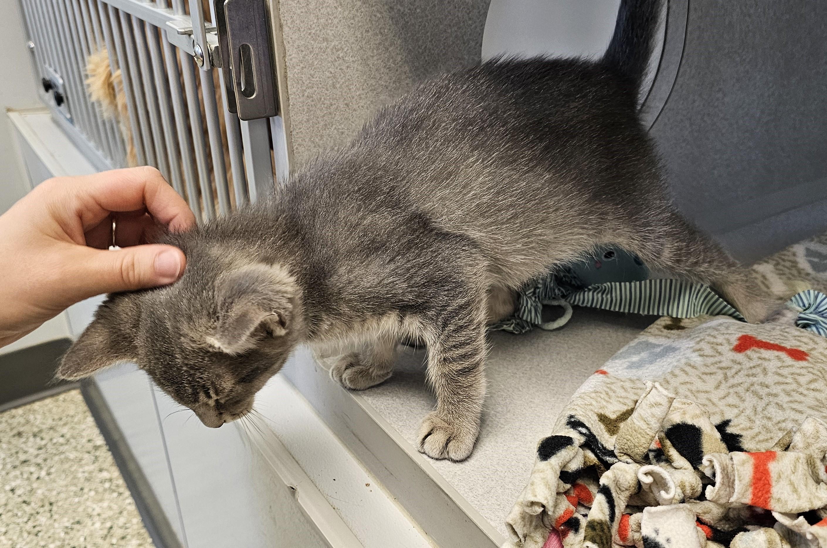 Enlarge Bongo, an adopted Domestic Short Hair in Cedar Rapids, IA image 3/3