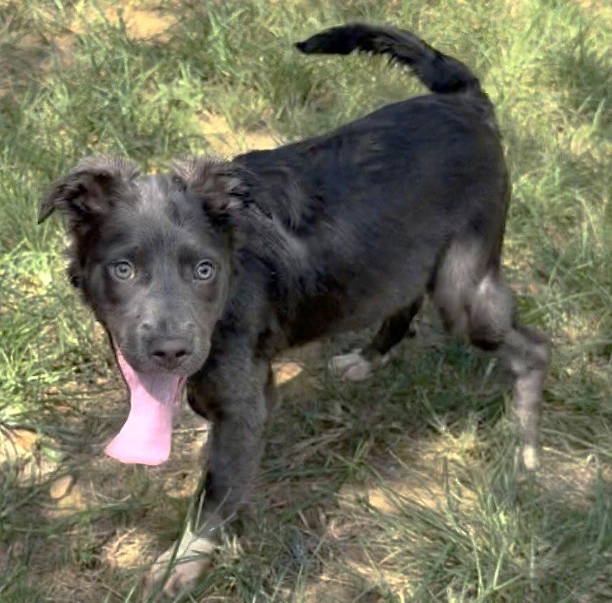 Enlarge 261045  Diamond, a Adoptable Terrier in Wetumpka, AL image 1/3