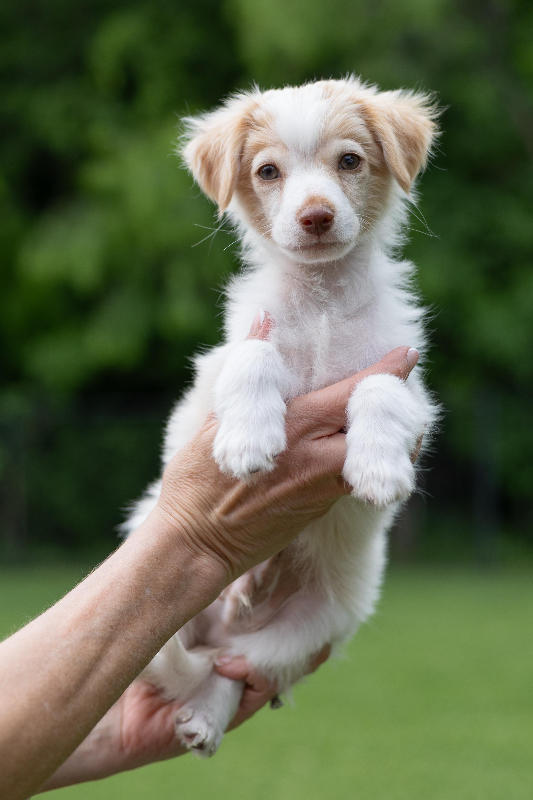 Lucas, adopted, Puppy Male Spaniel & Papillon.