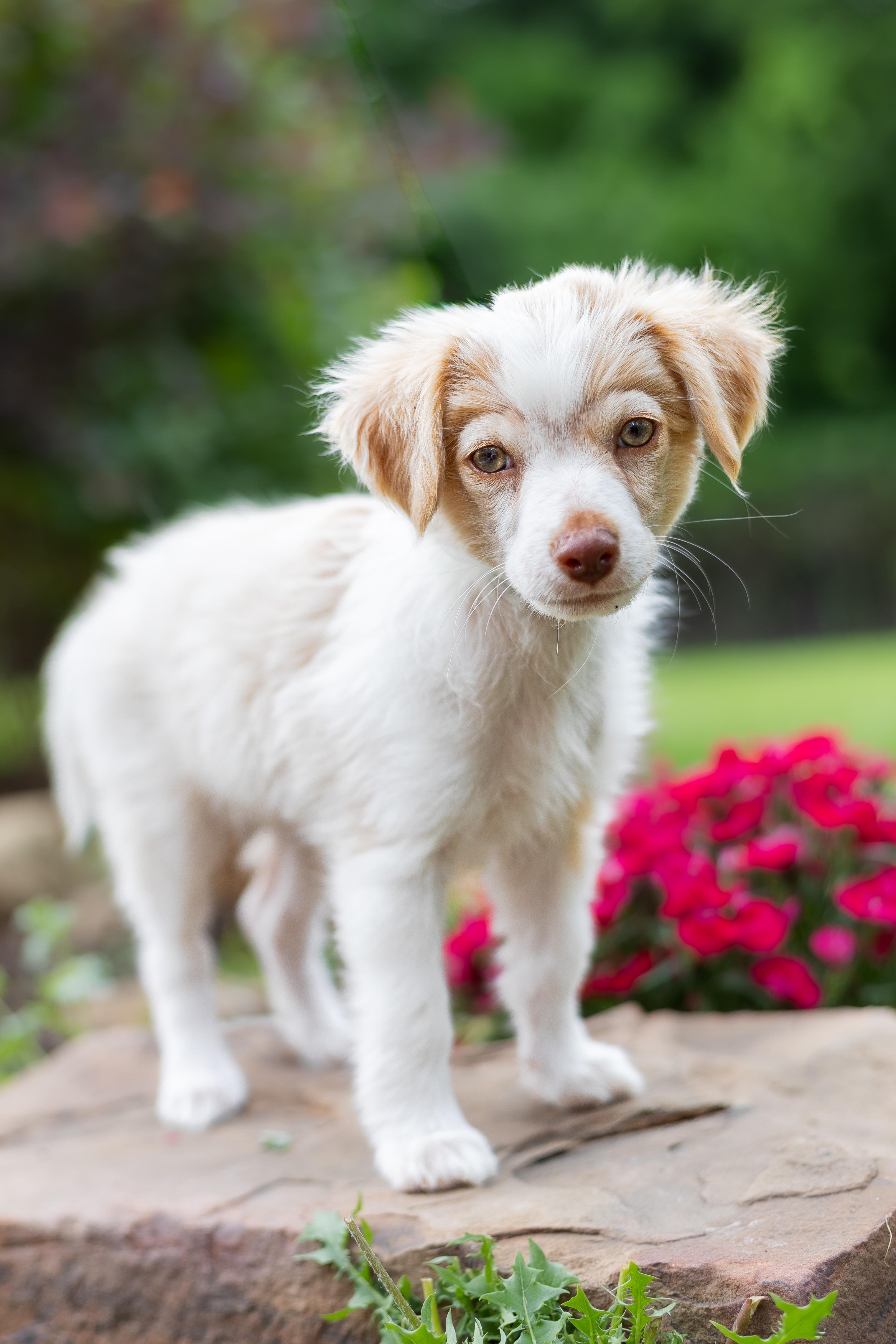 Enlarge Lucas, an adopted mixed breed in Coppell, TX image 2/4