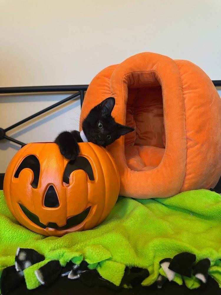 Tie the Bow, Adoptable, Kitten Male Domestic Medium Hair & Domestic Medium Hair.