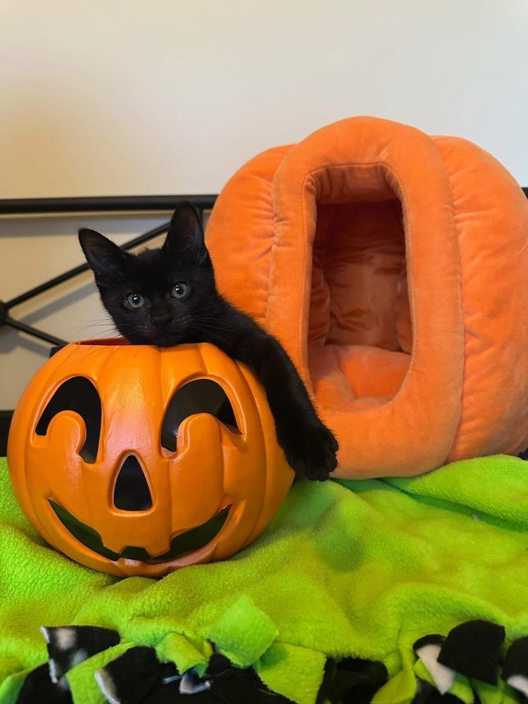 Enlarge Tie the Bow, a Adoptable mixed breed in Poplar Grove, IL image 2/6