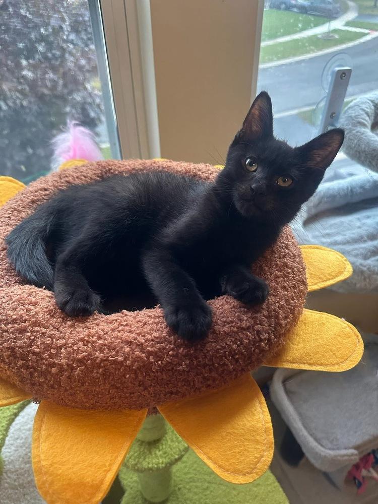 Enlarge Tie the Bow, a Adoptable mixed breed in Poplar Grove, IL image 3/6