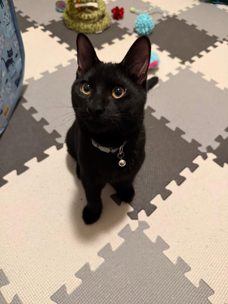 Enlarge Tie the Bow, a Adoptable mixed breed in Poplar Grove, IL image 5/6