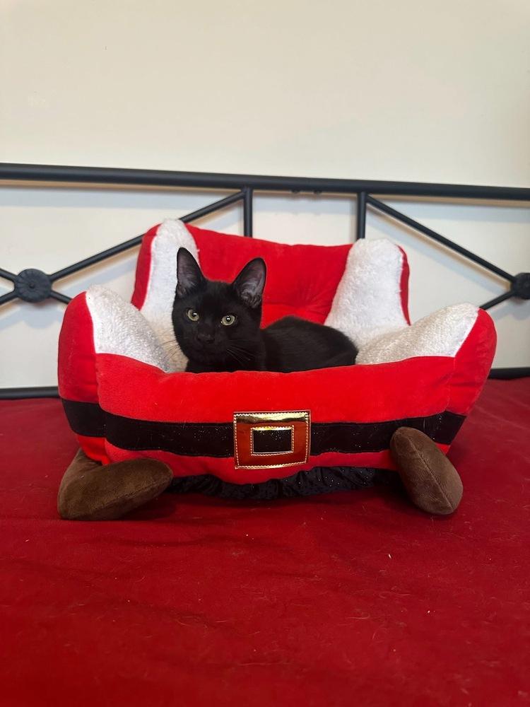 Enlarge Tie the Bow, a Adoptable mixed breed in Poplar Grove, IL image 6/6