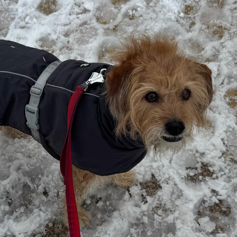 Enlarge Harper, a Adoptable Terrier in Oceanside, NY image 1/3