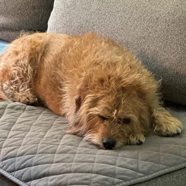 Enlarge Harper, a Adoptable Terrier in Oceanside, NY image 2/3