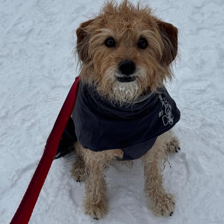 Enlarge Harper, a Adoptable Terrier in Oceanside, NY image 3/3