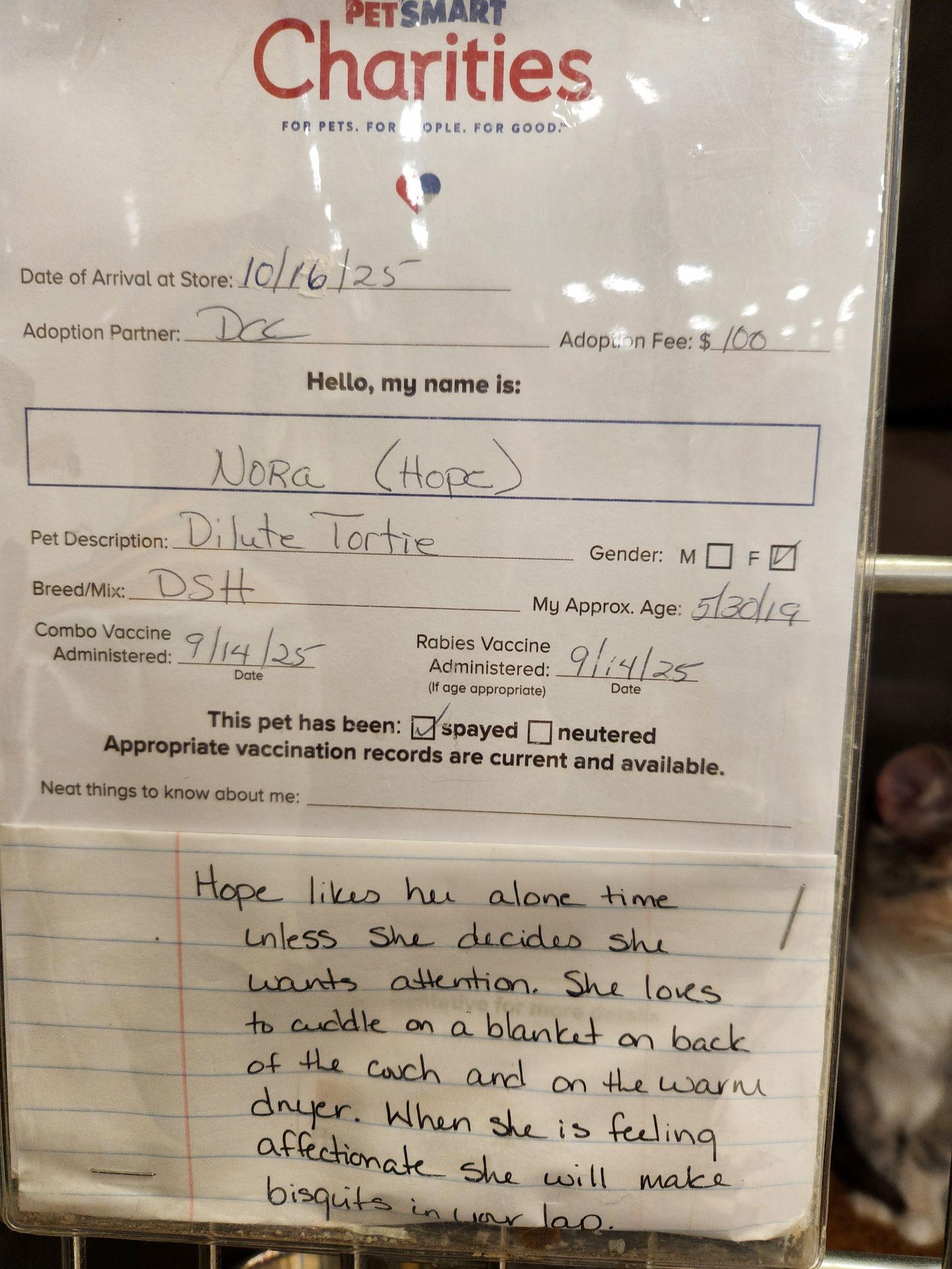 Enlarge Nora  (19-117), a Adoptable Domestic Short Hair in Ocean Pines, MD image 1/2