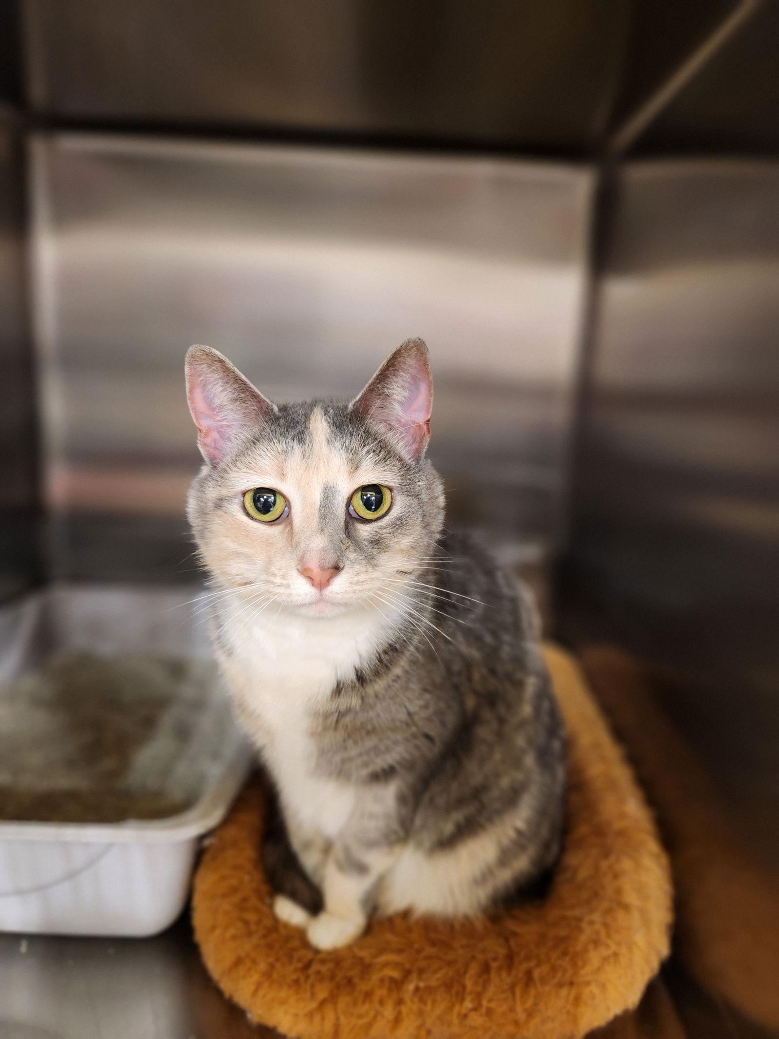 Enlarge Nora  (19-117), a Adoptable Domestic Short Hair in Ocean Pines, MD image 2/2