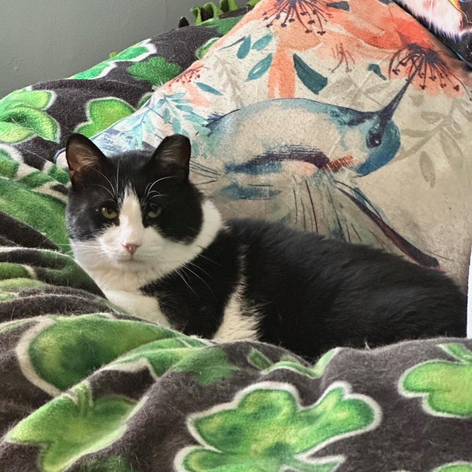 Reign, Socks, and Moe