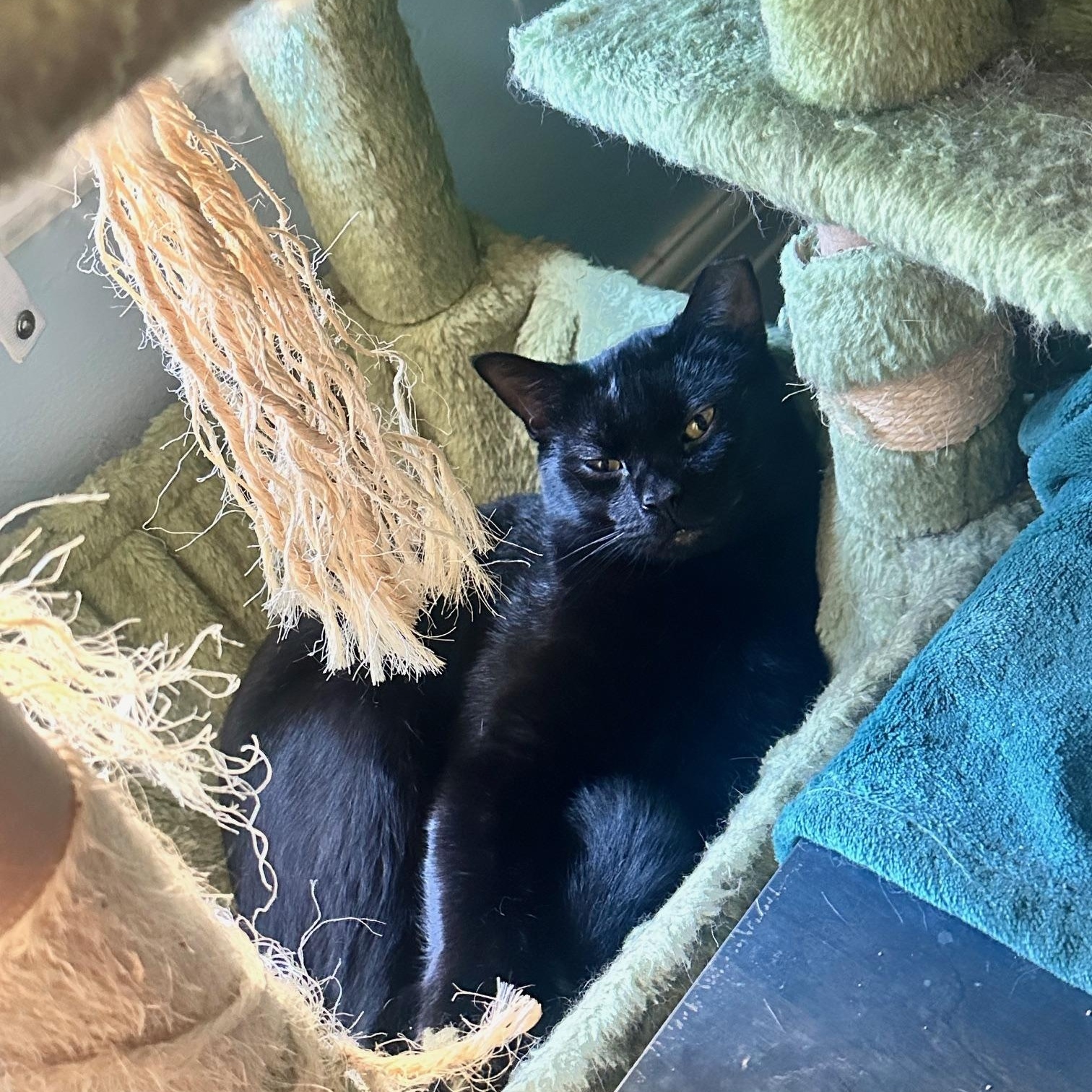 Reign, Socks, and Moe