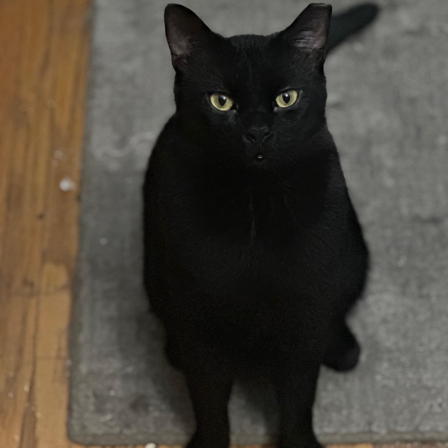 Reign, Socks, and Moe