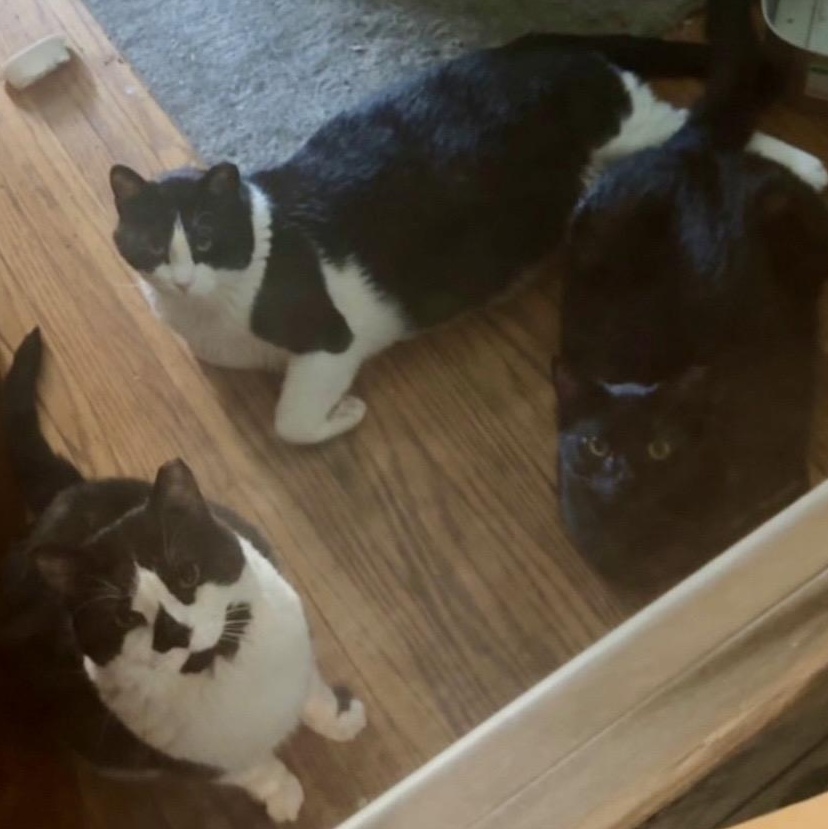 Reign, Socks, and Moe