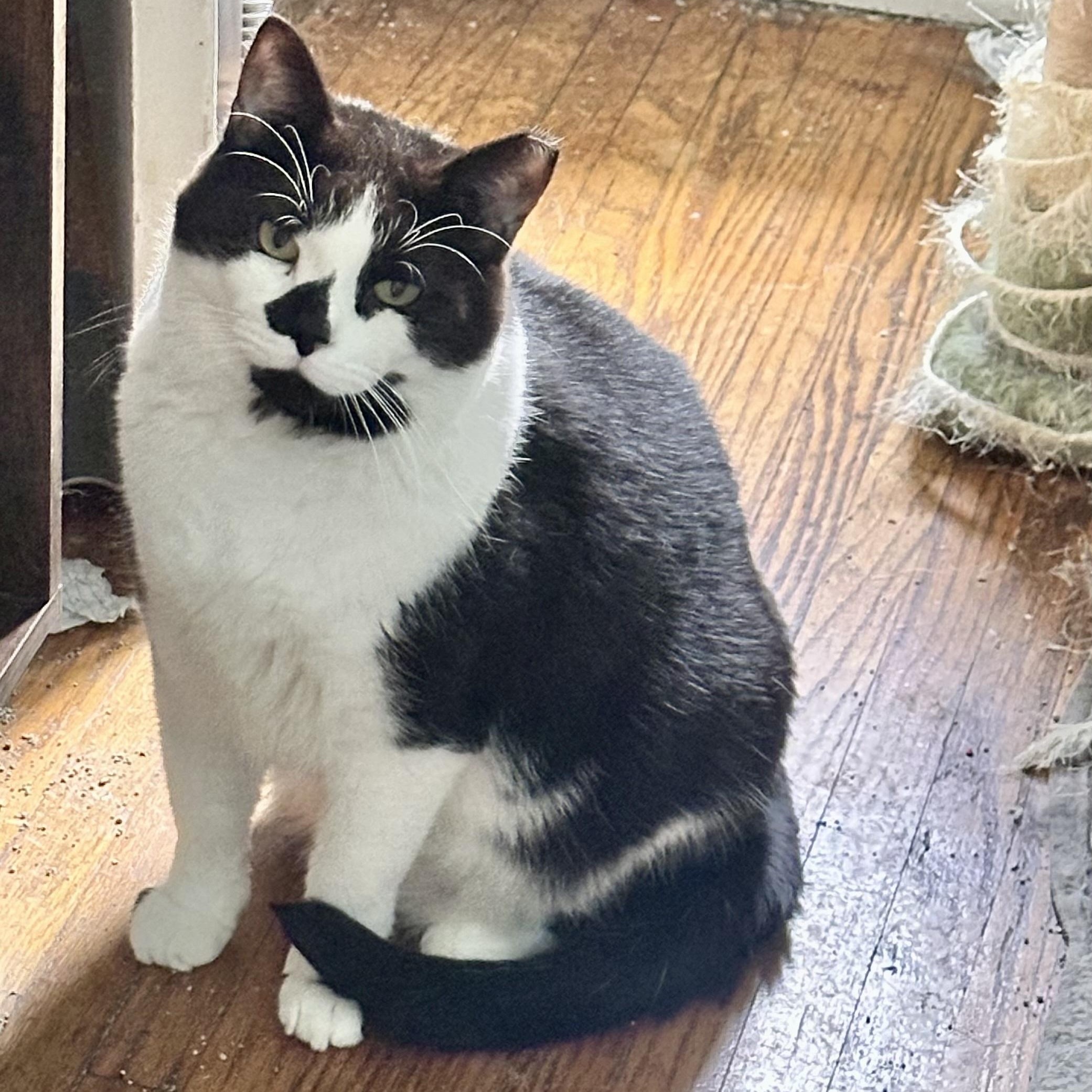 Reign, Socks, and Moe