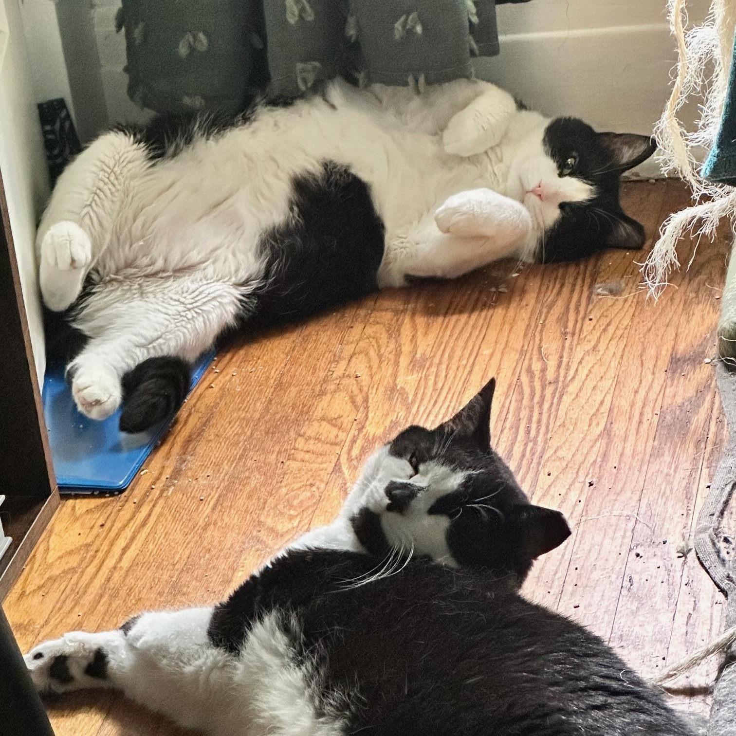 Reign, Socks, and Moe