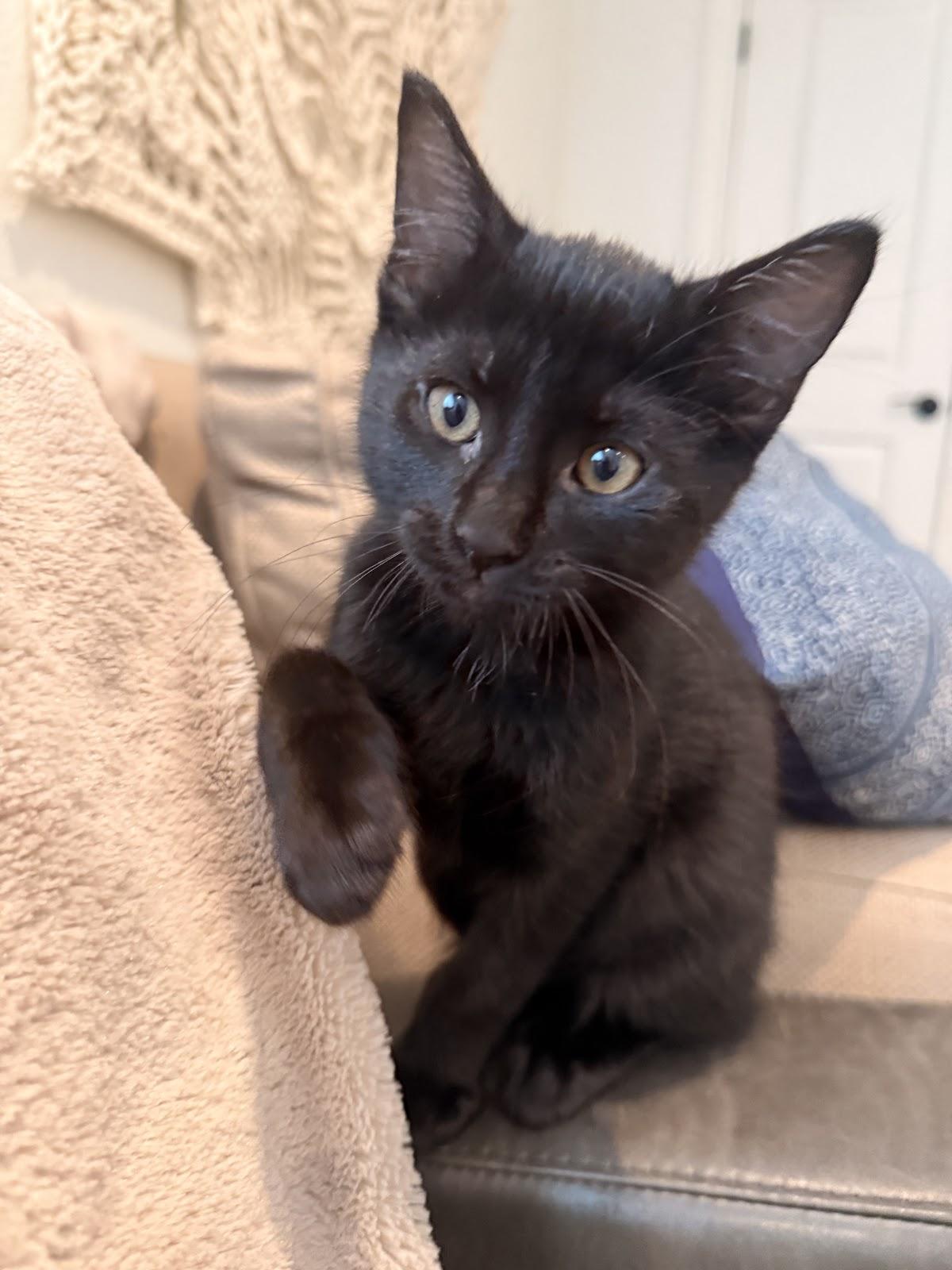 Shaboozy, Adoptable, Kitten Male Domestic Short Hair.