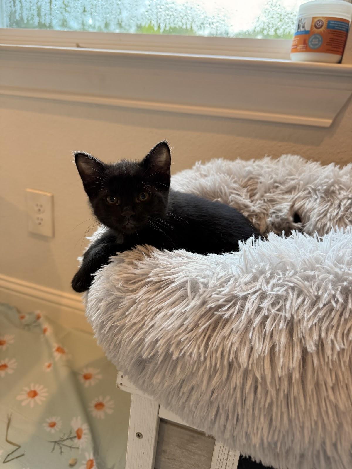 Enlarge Shaboozy, a Adoptable Domestic Short Hair in Houston, TX image 2/3