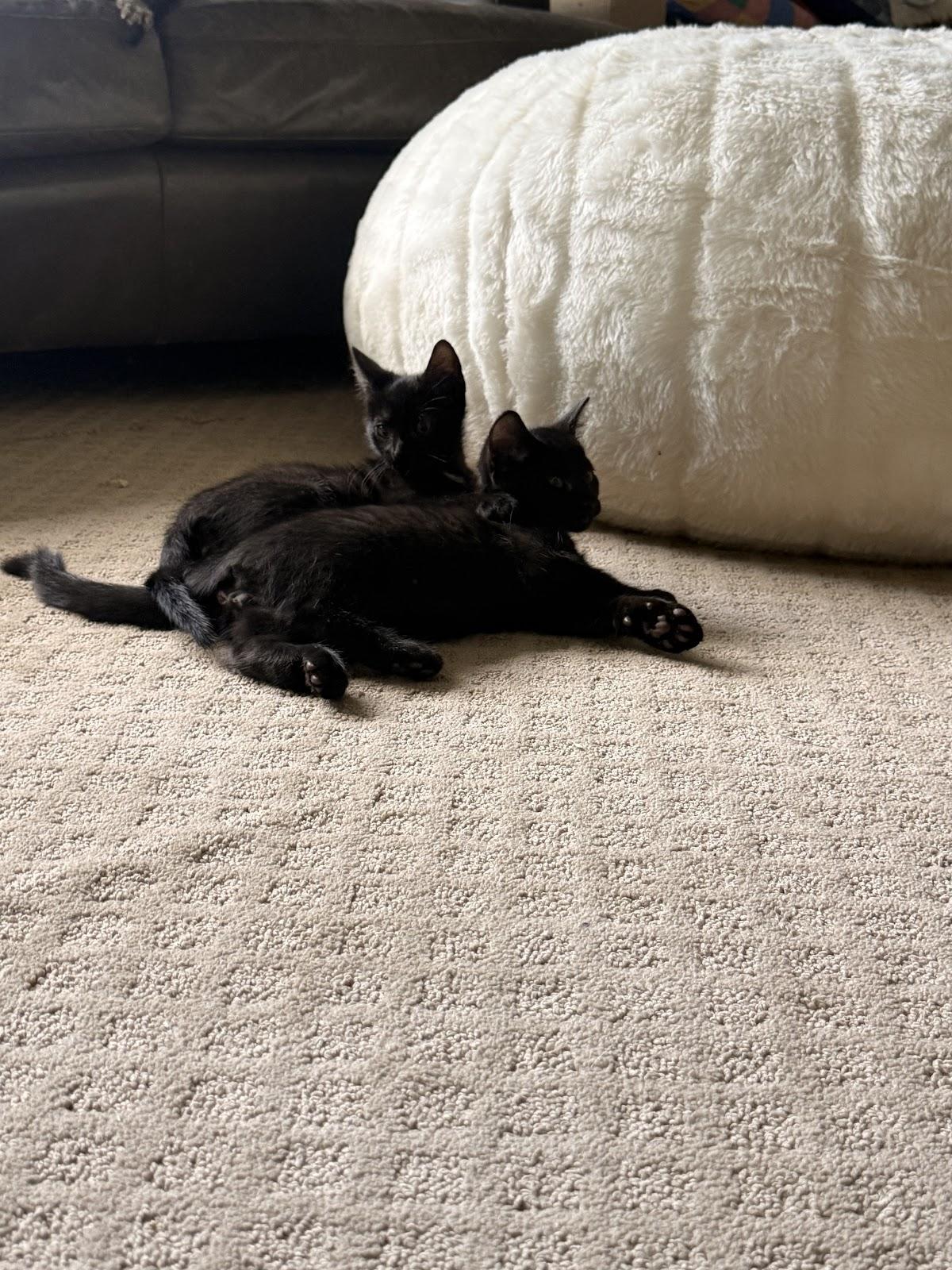 Enlarge Shaboozy, a Adoptable Domestic Short Hair in Houston, TX image 3/3