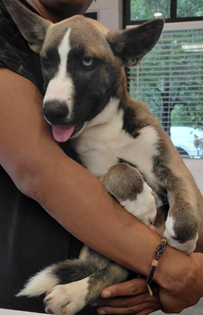 Sasha, Adoptable, Puppy Female Husky & Pit Bull Terrier.