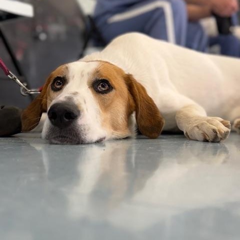 Susie, a ADOPTABLE mixed breed in Defuniak Springs, FL image 3/3