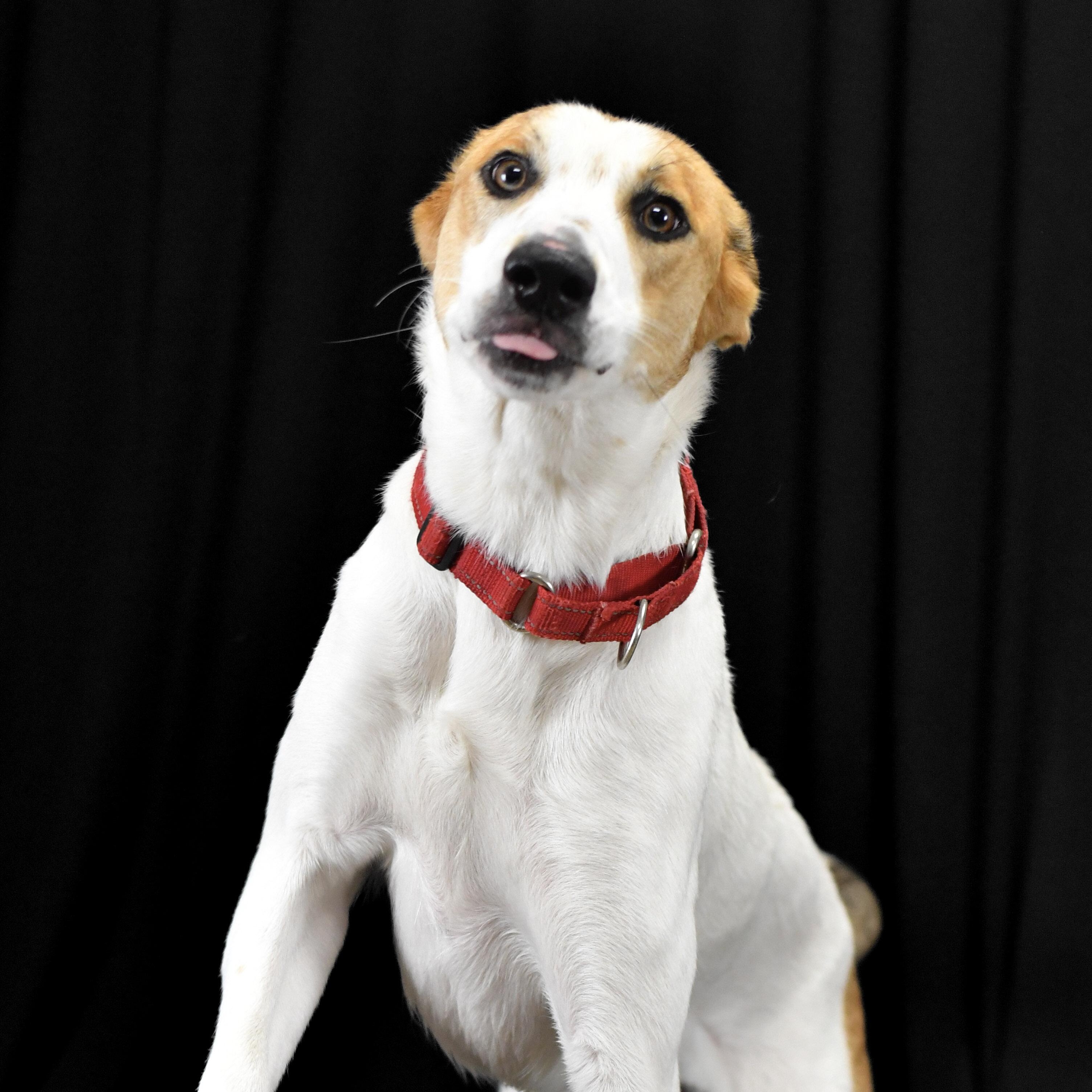 Susie, ADOPTABLE, Adult Female Anatolian Shepherd.