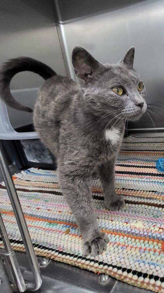 Sarabi, Adoptable, Young Female Domestic Short Hair.