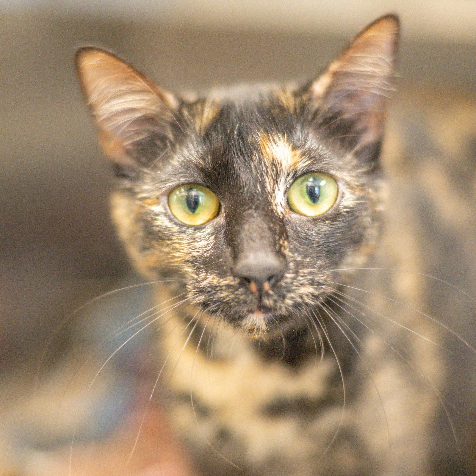 Saint Chapelle, Adoptable, Adult Female Domestic Short Hair.