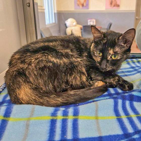 Enlarge Saint Chapelle, a Adoptable Domestic Short Hair in Hilton Head Island, SC image 2/2