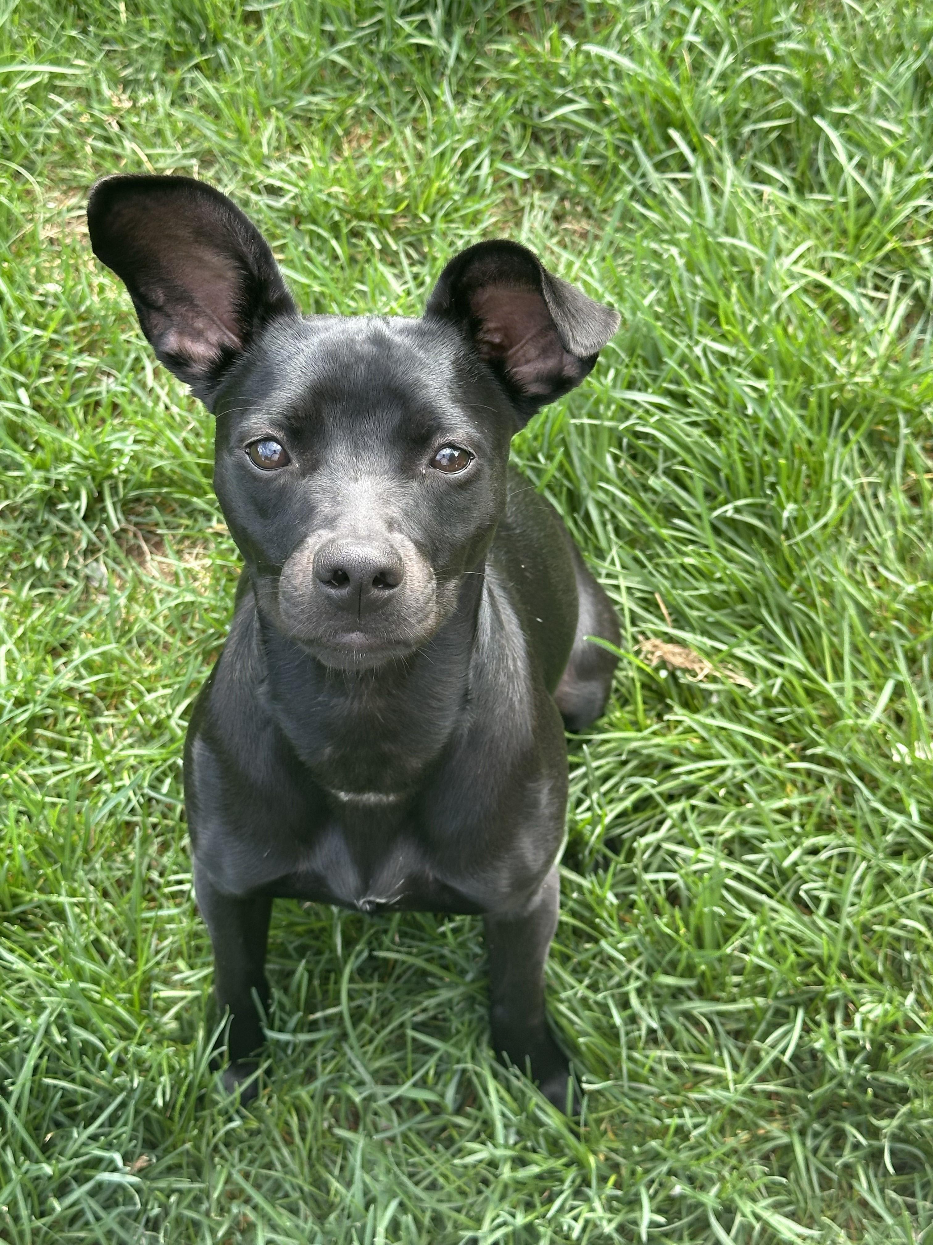 Willa, a ADOPTABLE mixed breed in Lisbon, IA image 1/6