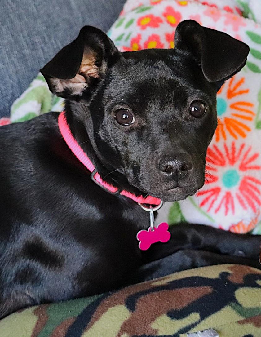 Willa, a ADOPTABLE mixed breed in Lisbon, IA image 6/6