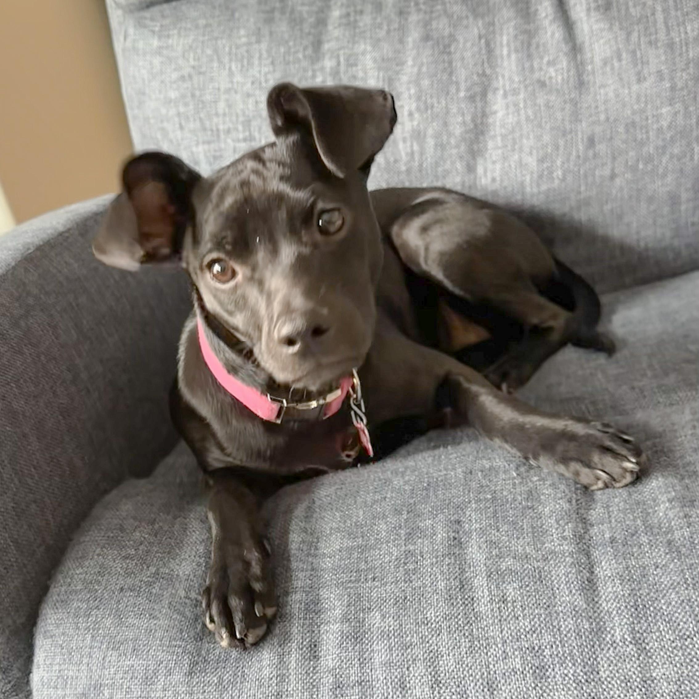 Willa, a ADOPTABLE mixed breed in Lisbon, IA image 3/6