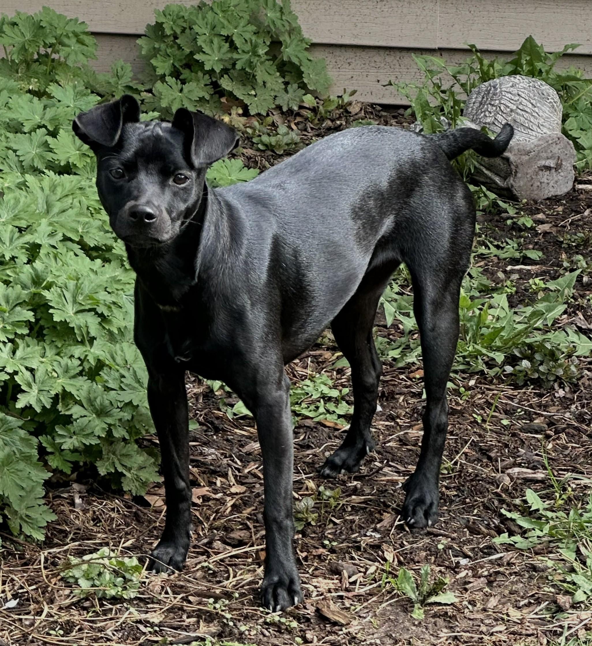 Willa, a ADOPTABLE mixed breed in Lisbon, IA image 2/6