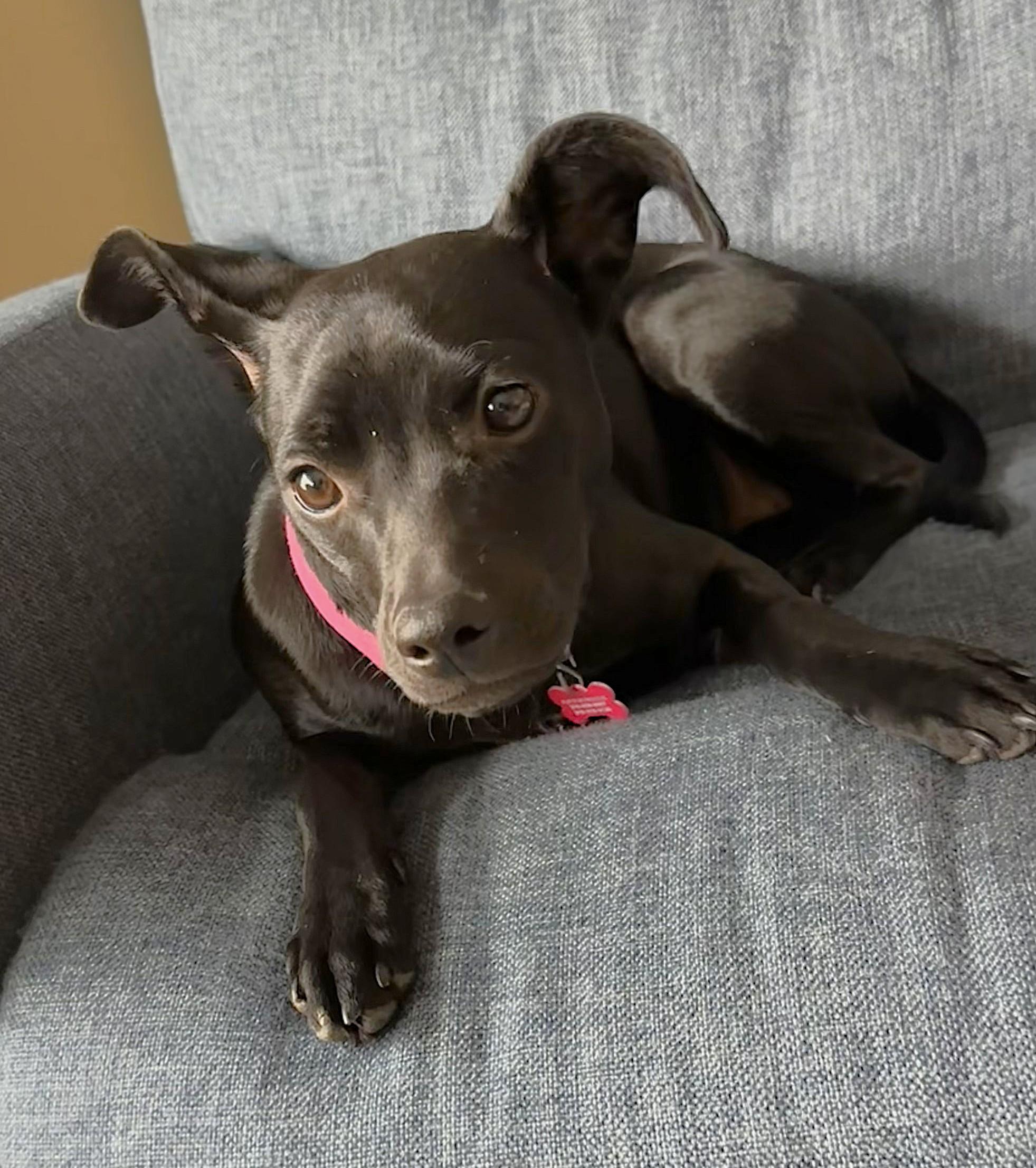 Willa, a ADOPTABLE mixed breed in Lisbon, IA image 5/6
