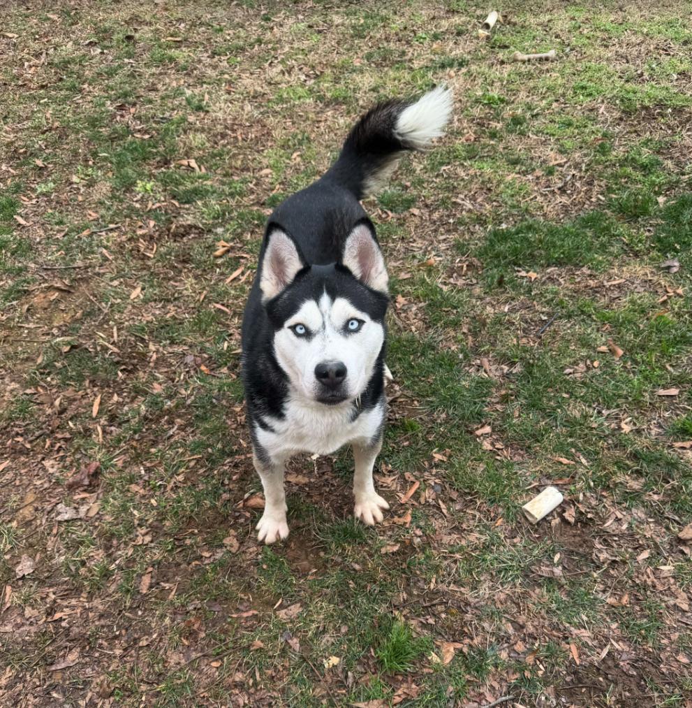 Rico, a Adoptable Husky in San Rafael, CA image 5/6