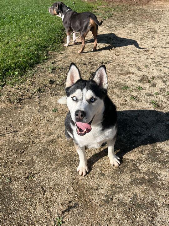 Rico, a Adoptable Husky in San Rafael, CA image 1/5