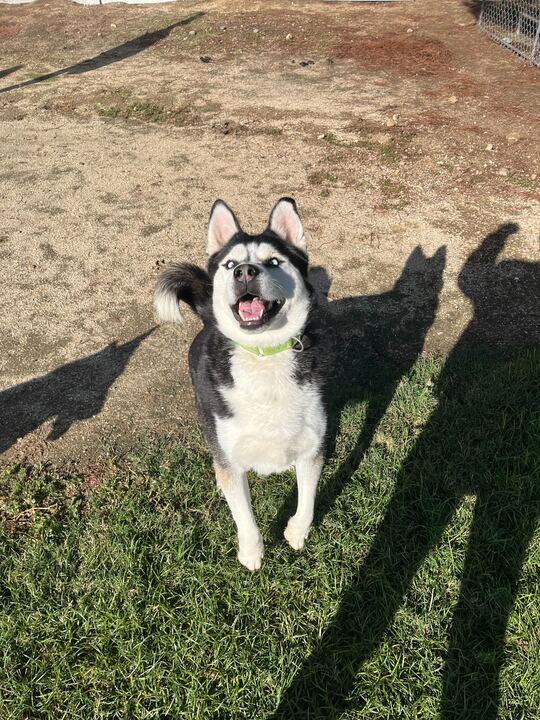 Rico, a Adoptable Husky in San Rafael, CA image 2/5