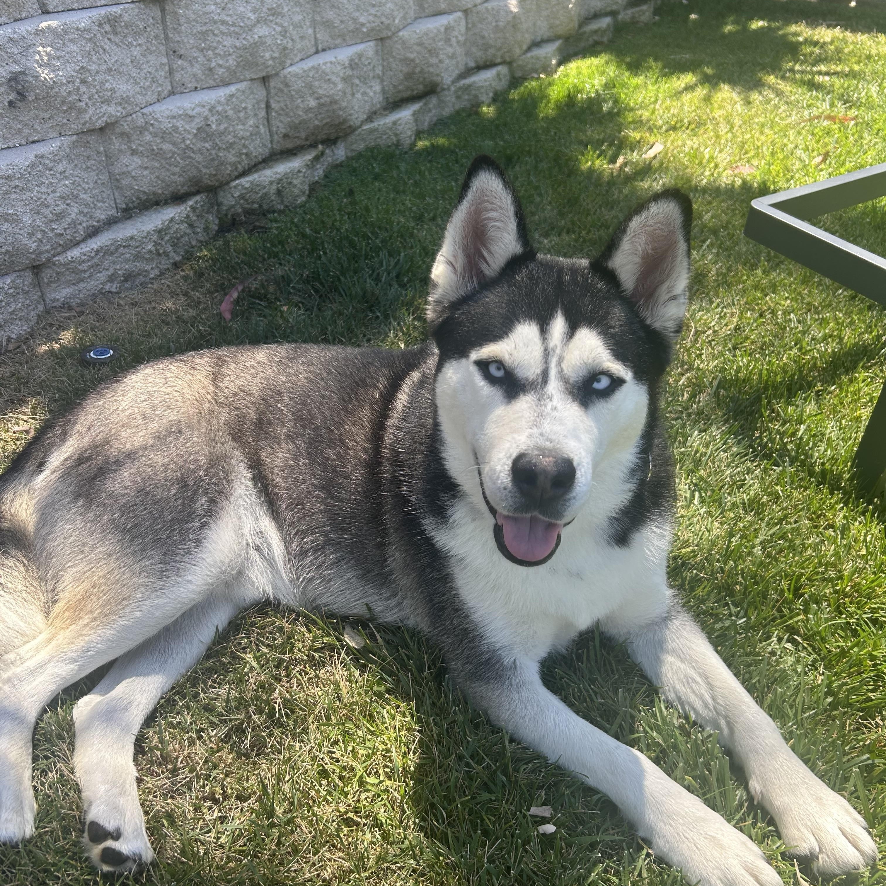 Rico, Adoptable, Adult Male Husky.