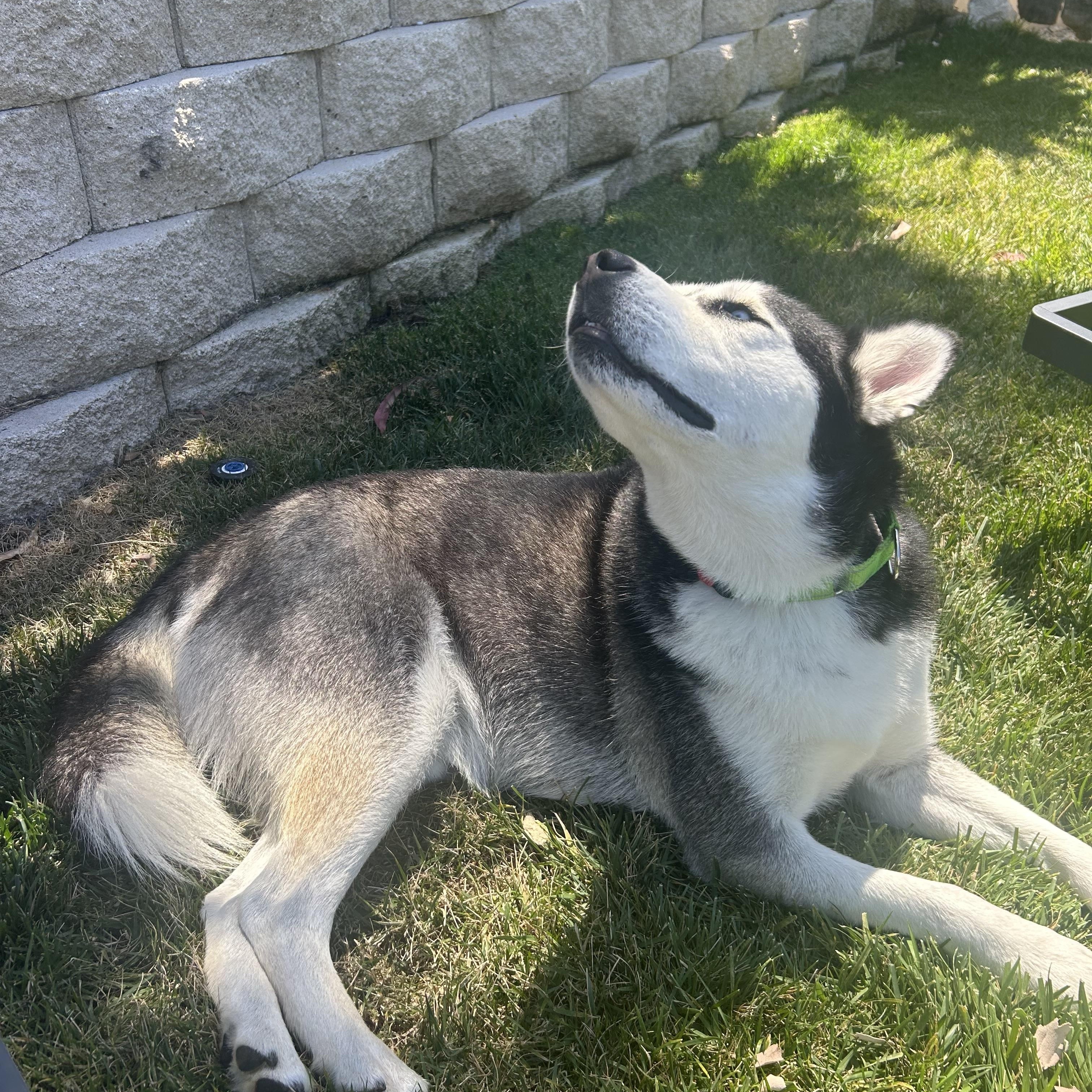 Rico, a Adoptable Husky in San Rafael, CA image 5/5