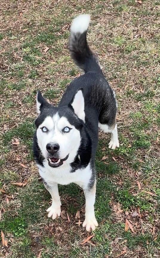 Rico, Adoptable, Adult Male Husky.