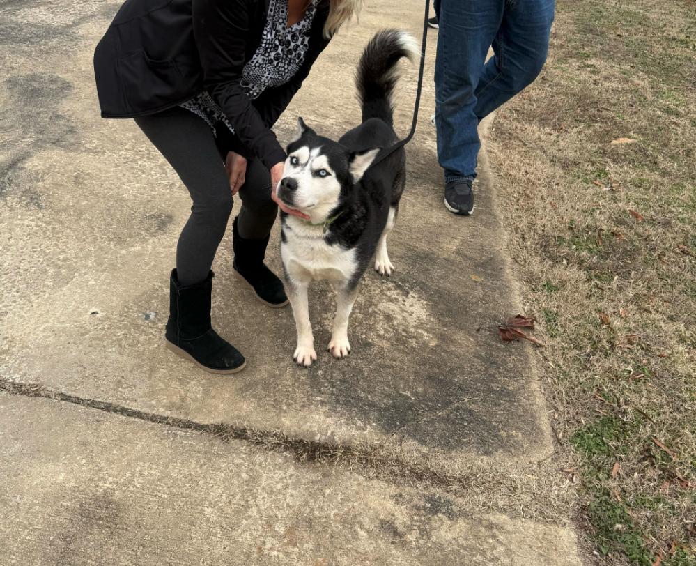Rico, a Adoptable Husky in San Rafael, CA image 6/6