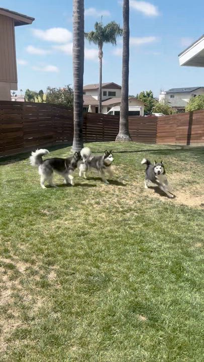 Enlarge Rico, a Adoptable Husky in San Rafael, CA video 4/5