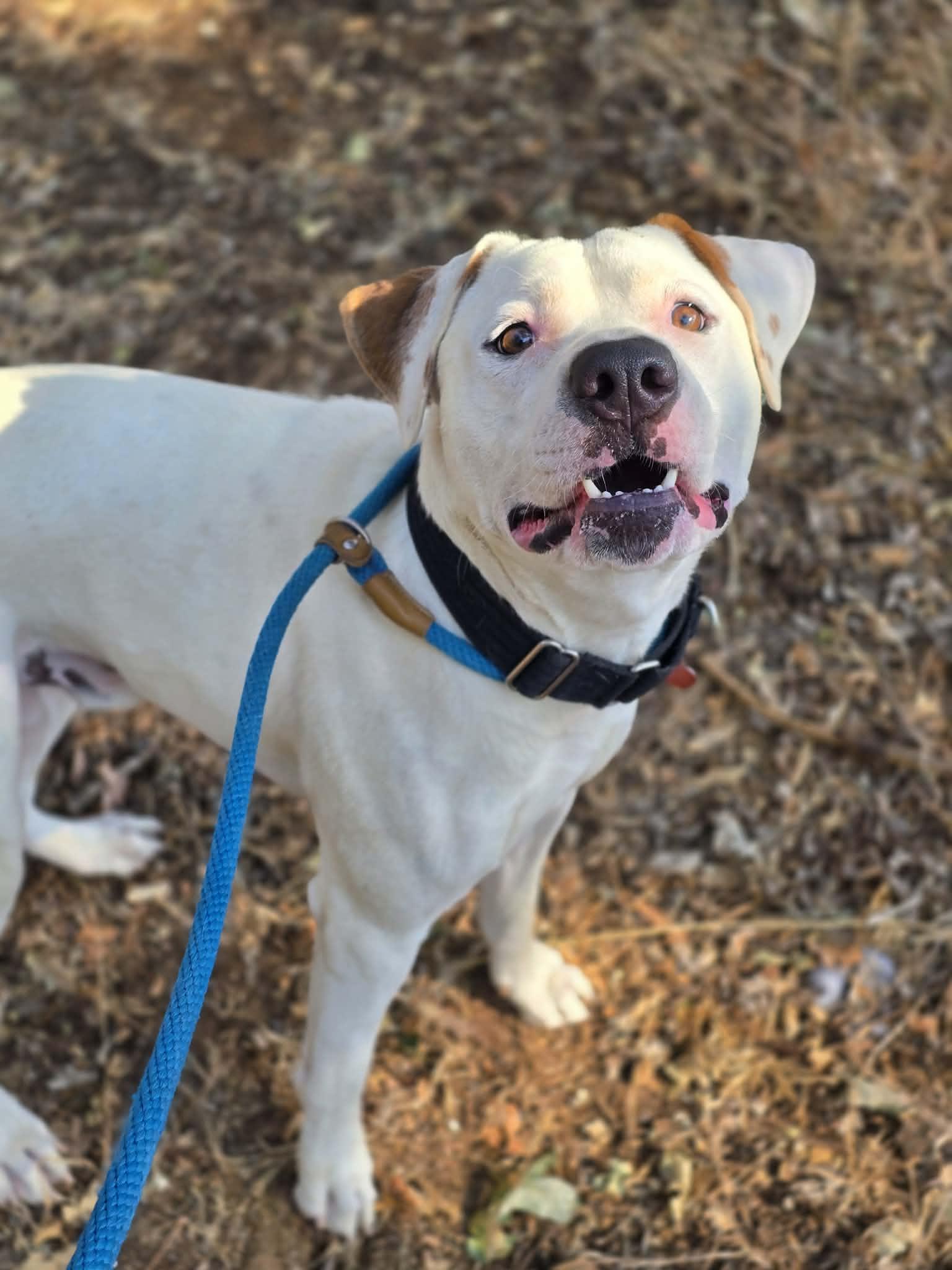 Enlarge Chomper, a ADOPTABLE Pit Bull Terrier in Grants Pass, OR image 3/4
