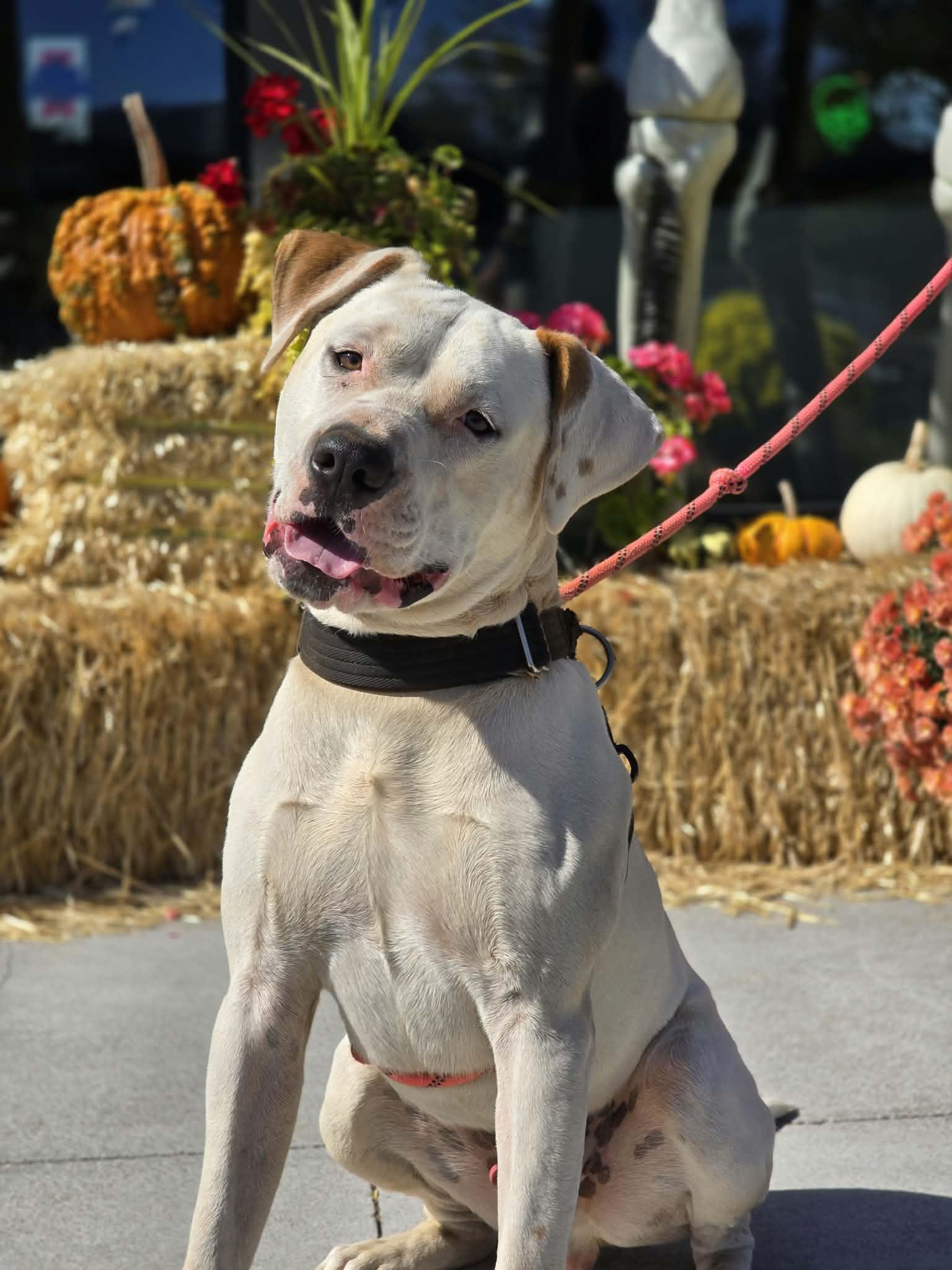 Chomper, Adoptable, Young Male Pit Bull Terrier.