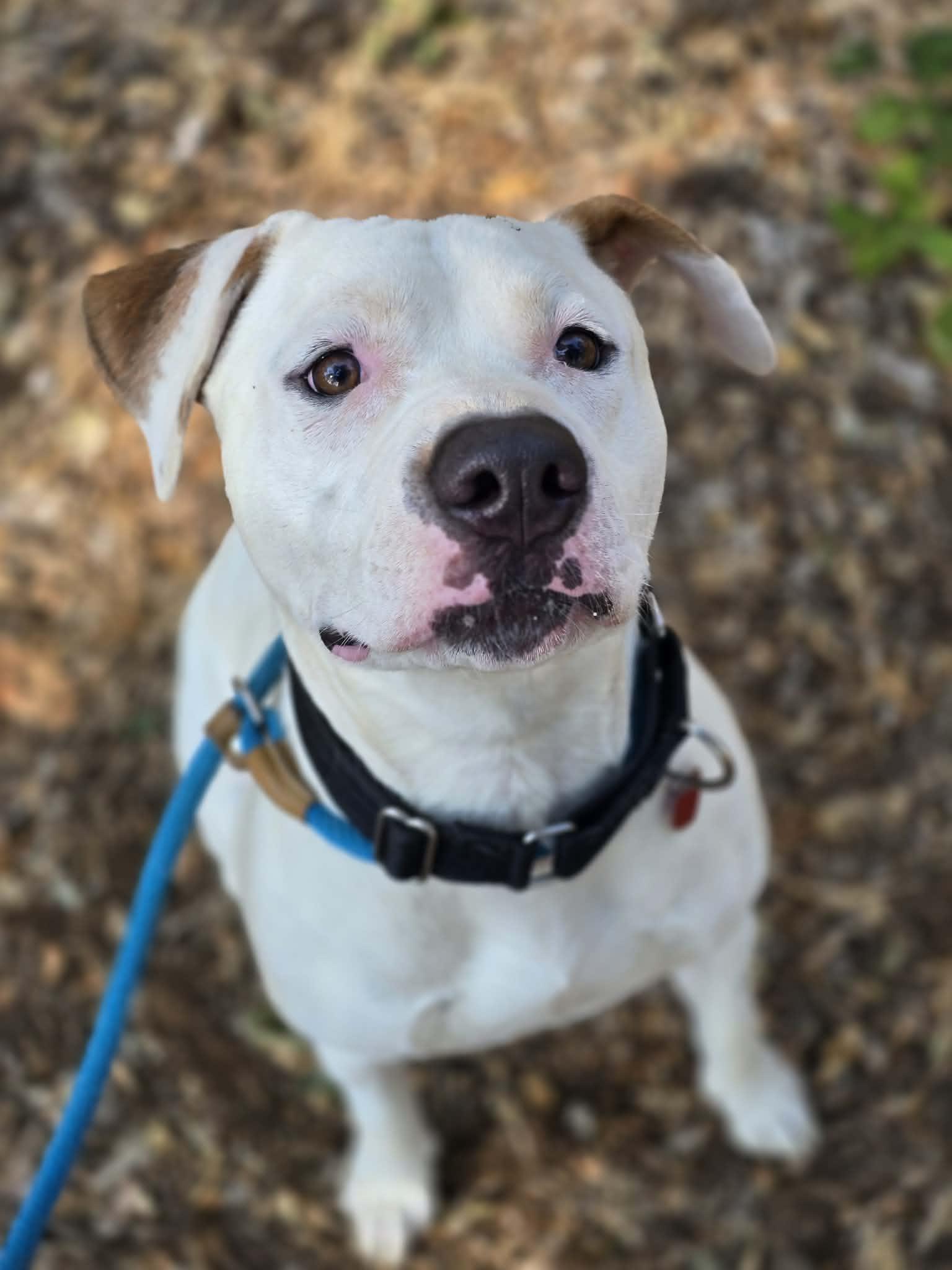 Enlarge Chomper, a ADOPTABLE Pit Bull Terrier in Grants Pass, OR image 4/4