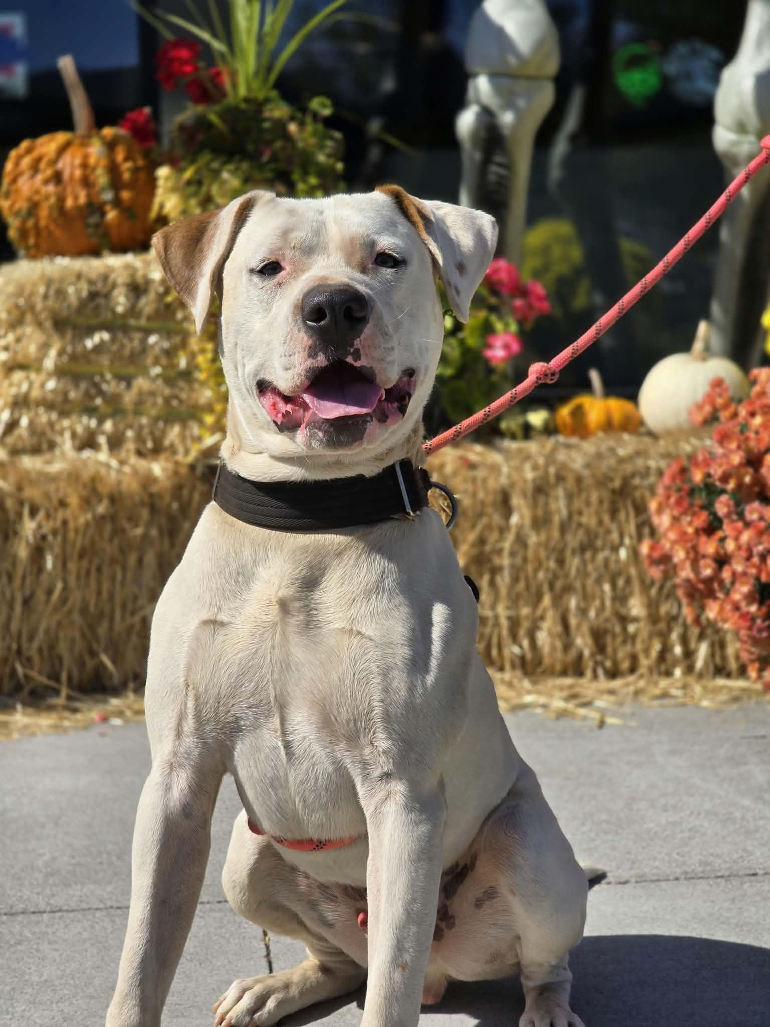 Enlarge Chomper, a Adoptable Pit Bull Terrier in Grants Pass, OR image 4/6