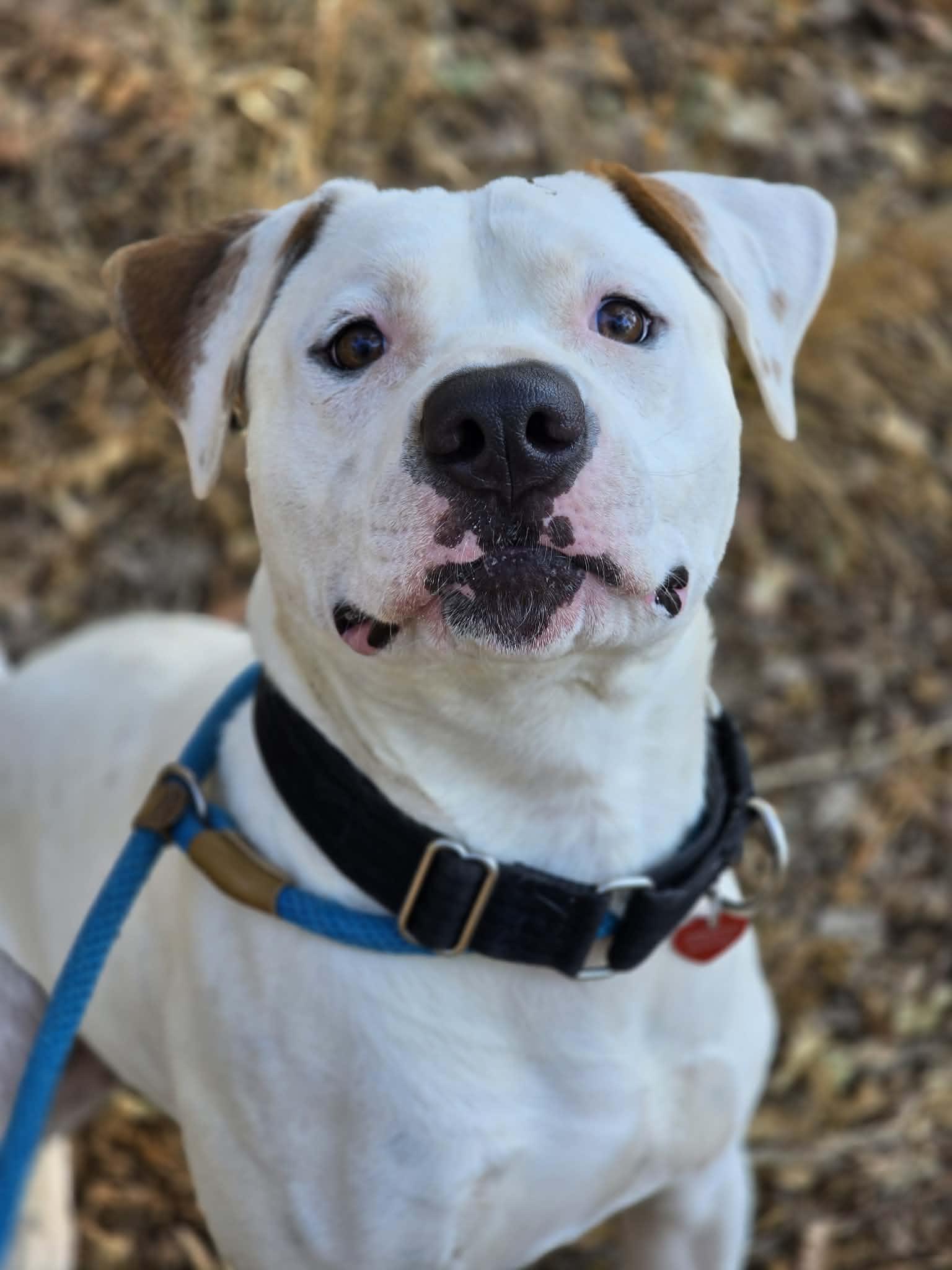 Enlarge Chomper, a ADOPTABLE Pit Bull Terrier in Grants Pass, OR image 1/4