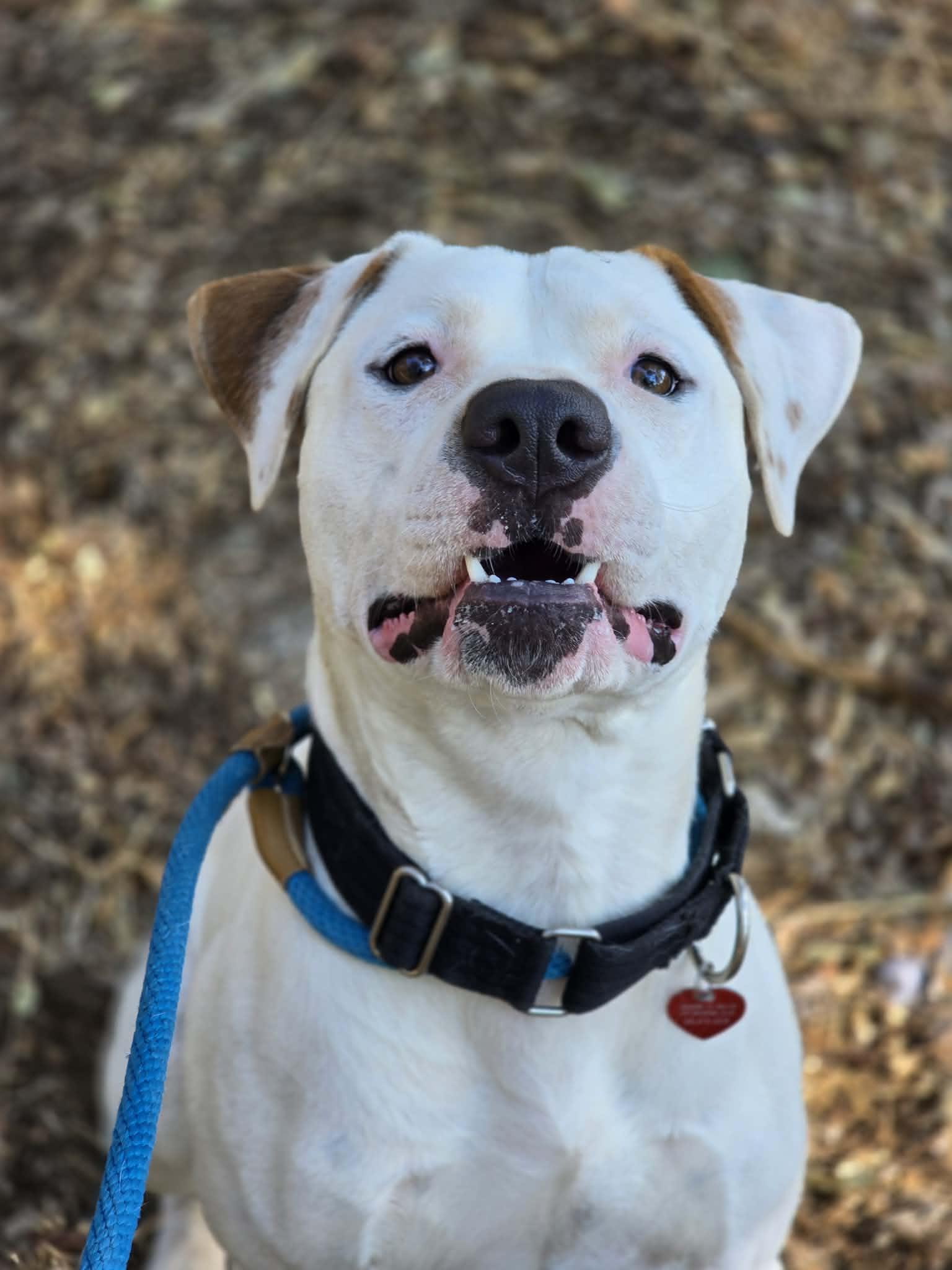 Enlarge Chomper, a ADOPTABLE Pit Bull Terrier in Grants Pass, OR image 2/4